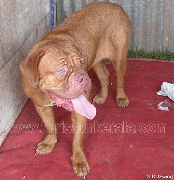 Dogue de Bordeaux-1